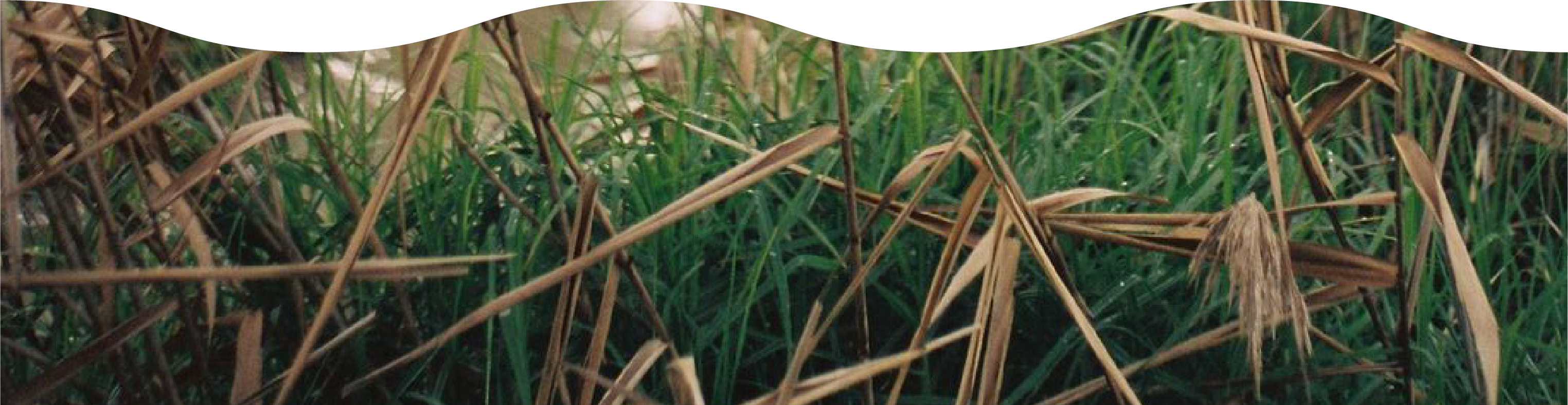 Grassland